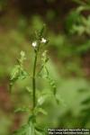 Photo: Verbena officinalis 3.
