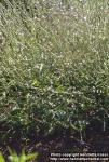 Photo: Verbena officinalis.