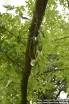 Photo: Viscum album 4.