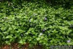 Photo: Vinca major 6.