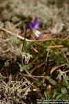 Photo: Viola tricolor 6.